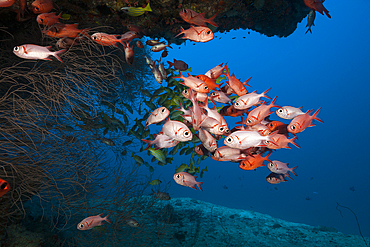 Shoal of Blotcheye Soldierfish, Myripristis murdjan, North Ari Atoll, Indian Ocean, Maldives