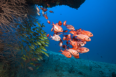 Shoal of Blotcheye Soldierfish, Myripristis murdjan, North Ari Atoll, Indian Ocean, Maldives