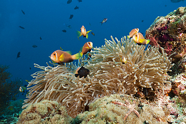 Maldives Anemonefishes, Amphiprion nigripes, North Ari Atoll, Indian Ocean, Maldives