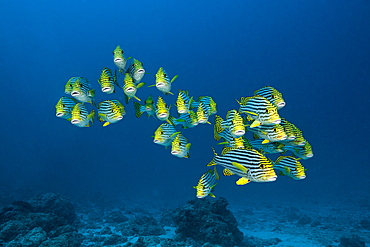 Shoal of Oriental Sweetlips, Plectorhinchus vittatus, North Ari Atoll, Indian Ocean, Maldives