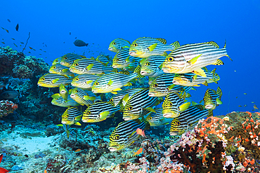 Shoal of Oriental Sweetlips, Plectorhinchus vittatus, North Ari Atoll, Indian Ocean, Maldives