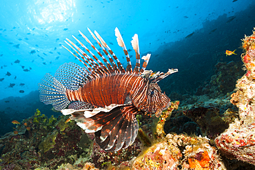 Devil Firefish, Pterois Miles, Felidhu Atoll, Indian Ocean, Maldives