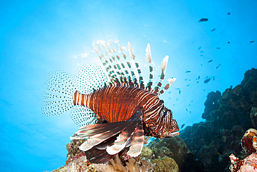 Devil Firefish, Pterois Miles, Felidhu Atoll, Indian Ocean, Maldives