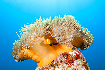 Maldives Anemonefishes, Amphiprion nigripes, Felidhu Atoll, Indian Ocean, Maldives