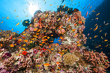 Colored Coral Reef, North Male Atoll, Indian Ocean, Maldives