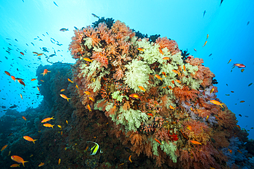 Colored Coral Reef, North Male Atoll, Indian Ocean, Maldives