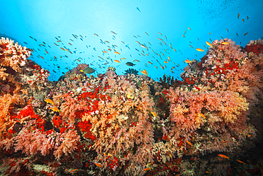 Colored Coral Reef, North Male Atoll, Indian Ocean, Maldives