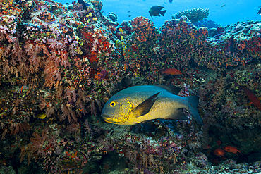 Black and White Snapper, Macolor macularis, South Male Atoll, Indian Ocean, Maldives