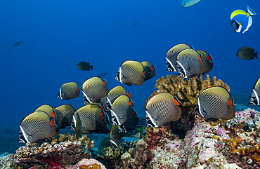 Shoal of Redtail Butterflyfish, Chaetodon collare, South Male Atoll, Indian Ocean, Maldives