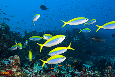 Shoal of Yellowback Fusiliers, Caesio teres, North Male Atoll, Indian Ocean, Maldives