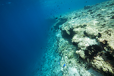 Coral bleached on reef top, North Male Atoll, Indian Ocean, Maldives