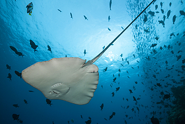 Pink Whipray, Pateobatis fai, North Male Atoll, Indian Ocean, Maldives