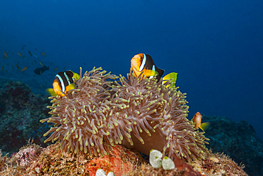 Clarks Anemonefish, Amphiprion clarkii, North Male Atoll, Indian Ocean, Maldives