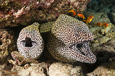 Pair of Honeycomb Moray, Gymnothorax favagineus, North Male Atoll, Indian Ocean, Maldives