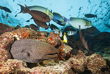 Giant Moray, Gymnothorax javanicus, North Male Atoll, Indian Ocean, Maldives