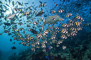 Shoal of Pennant Bannerfish, Heniochus diphreutes, North Male Atoll, Indian Ocean, Maldives