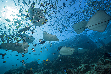 Pink Whipray, Pateobatis fai, North Male Atoll, Indian Ocean, Maldives