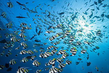 Shoal of Pennant Bannerfish, Heniochus diphreutes, North Male Atoll, Indian Ocean, Maldives