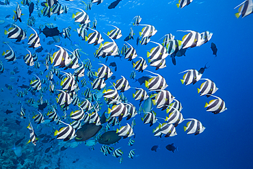 Shoal of Pennant Bannerfish, Heniochus diphreutes, North Male Atoll, Indian Ocean, Maldives