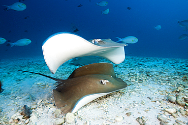 Pink Whipray, Pateobatis fai, North Male Atoll, Indian Ocean, Maldives