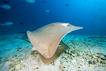 Pink Whipray, Pateobatis fai, North Male Atoll, Indian Ocean, Maldives