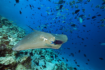 Pink Whipray, Pateobatis fai, North Male Atoll, Indian Ocean, Maldives