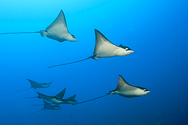 Group of Spotted Eagle Rays, Aetobatus narinari, Felidhu Atoll, Indian Ocean, Maldives