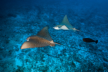 Group of Spotted Eagle Rays, Aetobatus narinari, Felidhu Atoll, Indian Ocean, Maldives