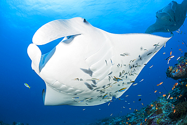 Reef Manta Ray, Manta alfredi, North Ari Atoll, Indian Ocean, Maldives