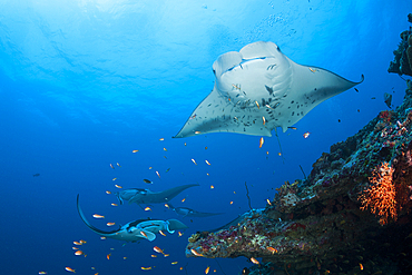 Reef Manta Ray, Manta alfredi, North Ari Atoll, Indian Ocean, Maldives