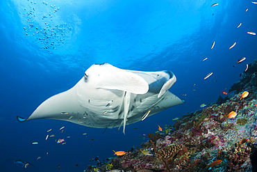 Reef Manta Ray, Manta alfredi, North Ari Atoll, Indian Ocean, Maldives