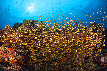 Pygmy Sweeper Shoal, North Ari Atoll, Indian Ocean, Maldives