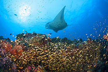 Reef Manta over Shoal of Glassy Fish, Manta alfredi, North Ari Atoll, Indian Ocean, Maldives