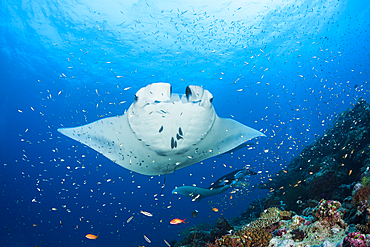 Reef Manta Ray, Manta alfredi, North Ari Atoll, Indian Ocean, Maldives