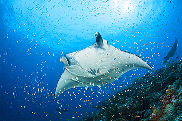 Reef Manta Ray, Manta alfredi, North Ari Atoll, Indian Ocean, Maldives