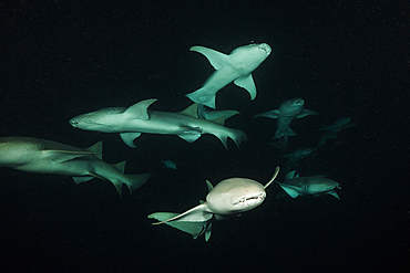 Nurse Shark at Night, Nebrius ferrugineus, Felidhu Atoll, Indian Ocean, Maldives