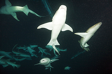 Nurse Shark at Night, Nebrius ferrugineus, Felidhu Atoll, Indian Ocean, Maldives