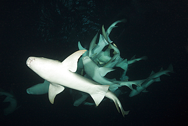 Nurse Shark at Night, Nebrius ferrugineus, Felidhu Atoll, Indian Ocean, Maldives