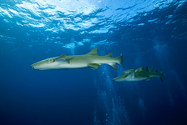 Nurse Shark, Nebrius ferrugineus, Felidhu Atoll, Indian Ocean, Maldives