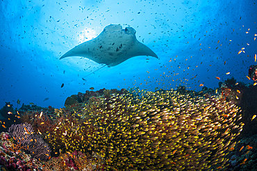 Reef Manta over Shoal of Glassy Fish, Manta alfredi, North Ari Atoll, Indian Ocean, Maldives