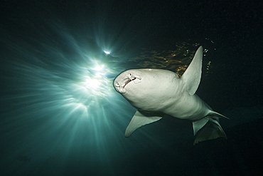 Nurse Shark at Night, Nebrius ferrugineus, Felidhu Atoll, Indian Ocean, Maldives