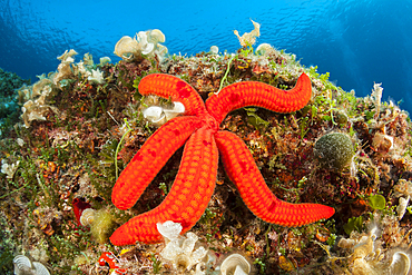 Purple Starfish, Echinaster sepositus, Vis Island, Mediterranean Sea, Croatia