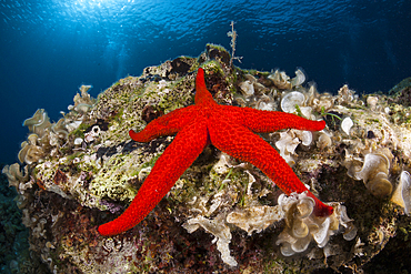 Purple Starfish, Echinaster sepositus, Vis Island, Mediterranean Sea, Croatia