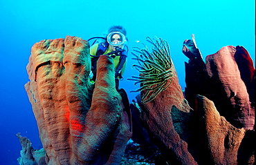 scuba diver and elephant ear sponge, Papua New Guinea, Pacific ocean