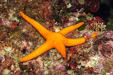 Purple Starfish regenerate single arm, Echinaster sepositus, Vis Island, Mediterranean Sea, Croatia