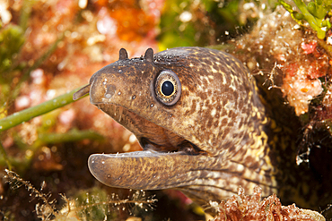 Mediterranean Moray, Muraena helena, Vis Island, Mediterranean Sea, Croatia