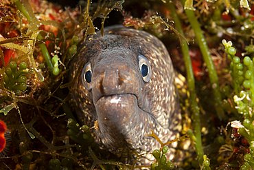 Mediterranean Moray, Muraena helena, Vis Island, Mediterranean Sea, Croatia