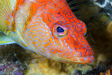 Painted comber, Serranus scriba, Vis Island, Mediterranean Sea, Croatia