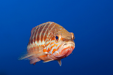 Comber, Serranus cabrilla, Vis Island, Mediterranean Sea, Croatia