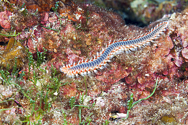 Fireworm, Hermodice carunculata, Vis Island, Mediterranean Sea, Croatia